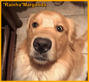 12.gif