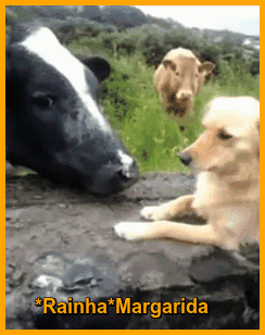 16.gif