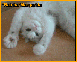 23.gif
