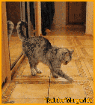 35.gif