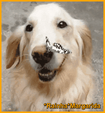 40.gif
