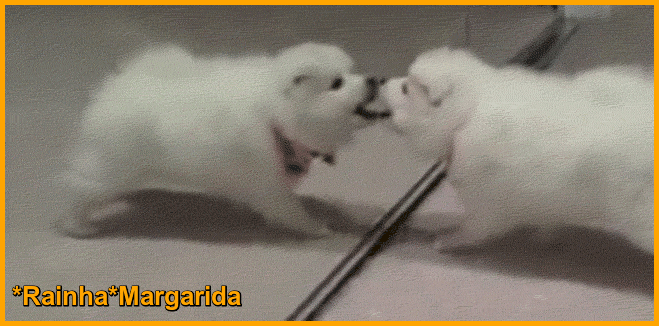 41.gif